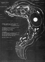 1972-Prelude-075